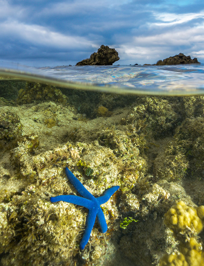 Starfish underwater